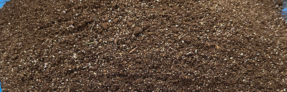 千両に適した土